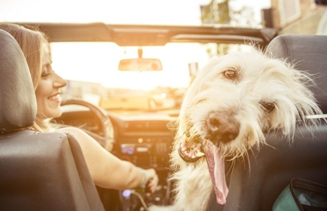 Openbay Dog Convertible Passenger Seat