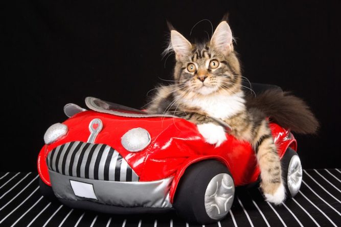 Openbay Red Car Cat Bed