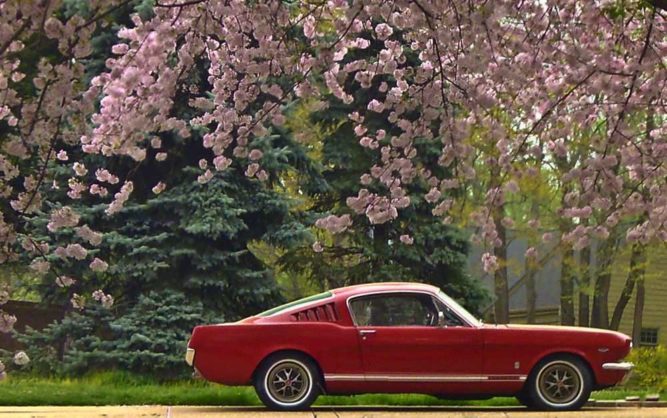 Openbay Red Muscle Car Flowers