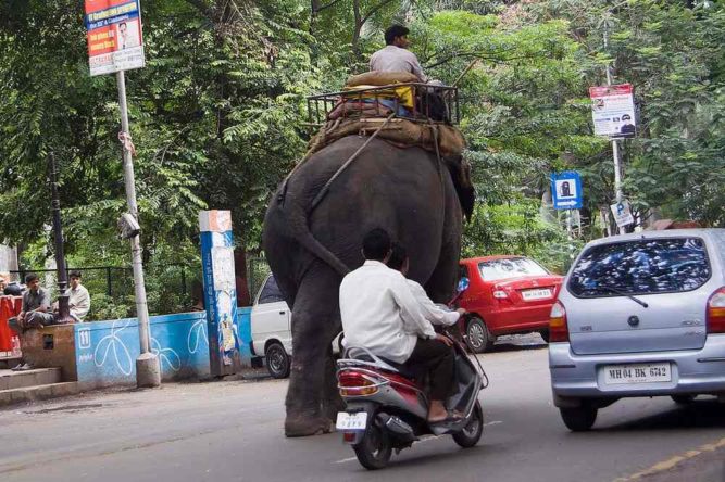 Openbay India Elephant
