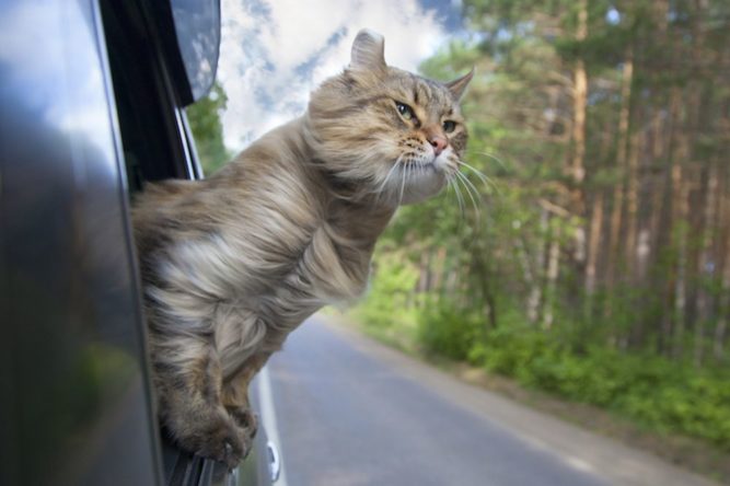Openbay Cat Head Out Car Window