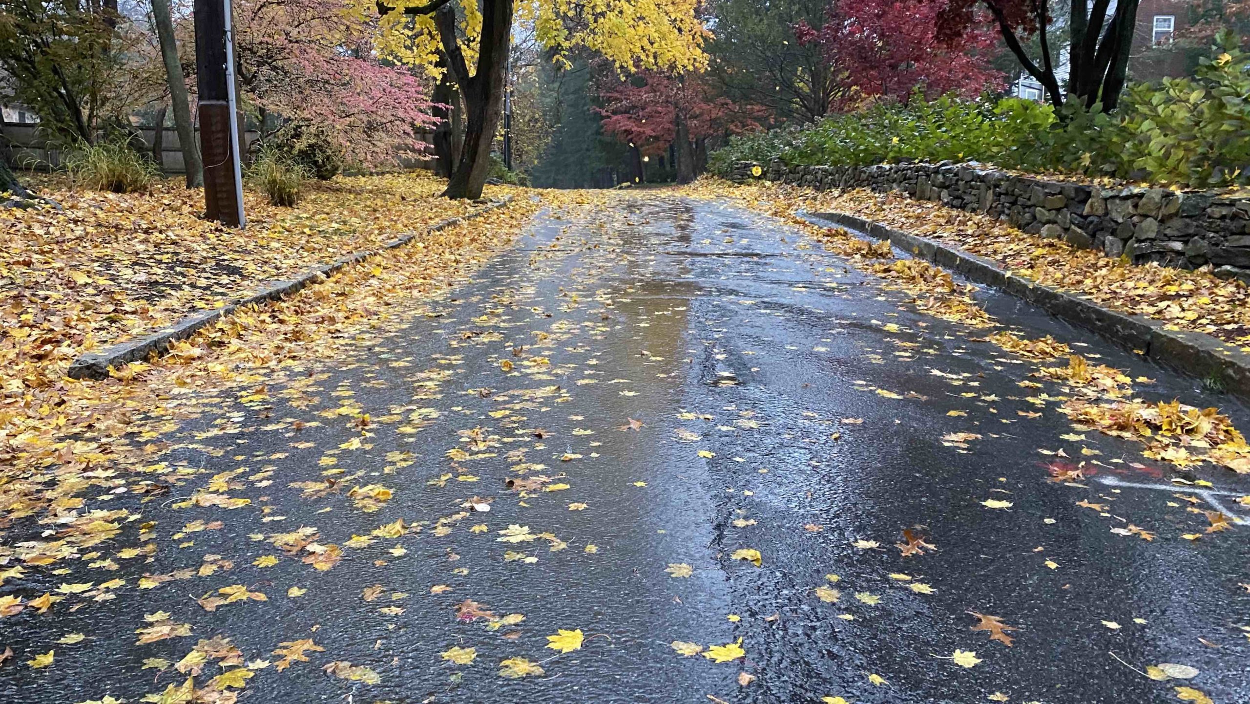 7 Fall Driving Tips: Handing Wet Leaves & Rain